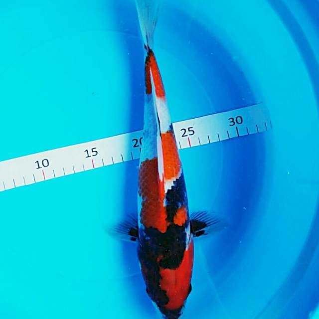 Showa josss 33cm