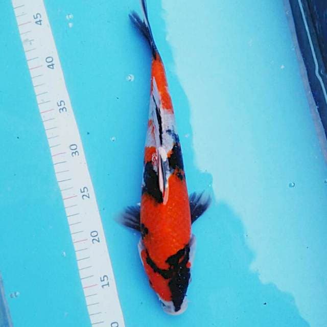 Strong 32cm male