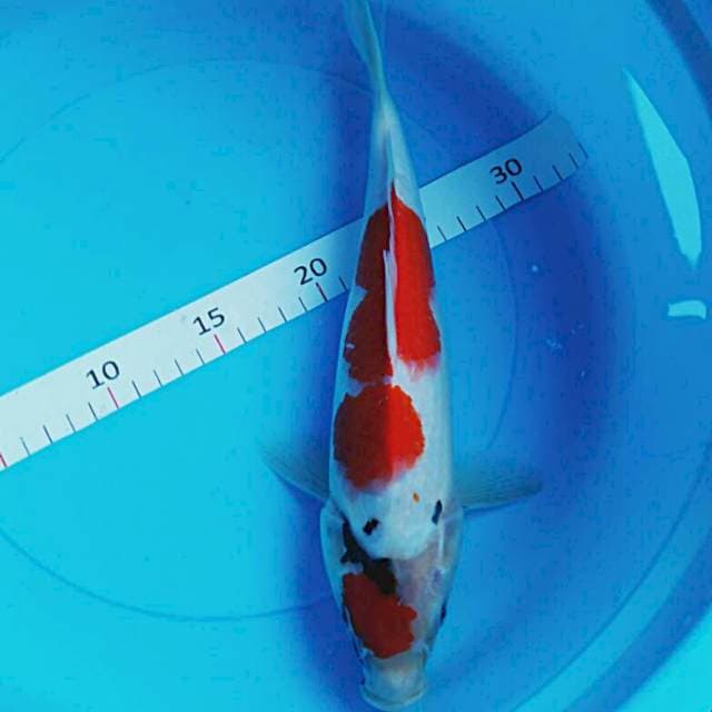 Showa 32cm