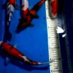 MIX KOI STRONG GRIN 24,25 CM