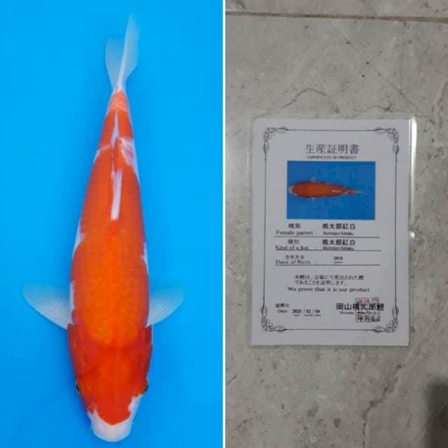 Momotaro kohaku 33cm sertifikat