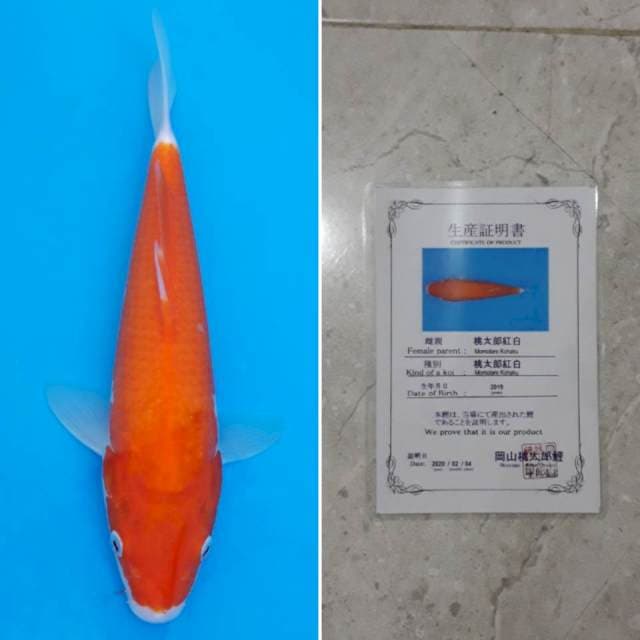 Momotaro kohaku 30cm sertifikat