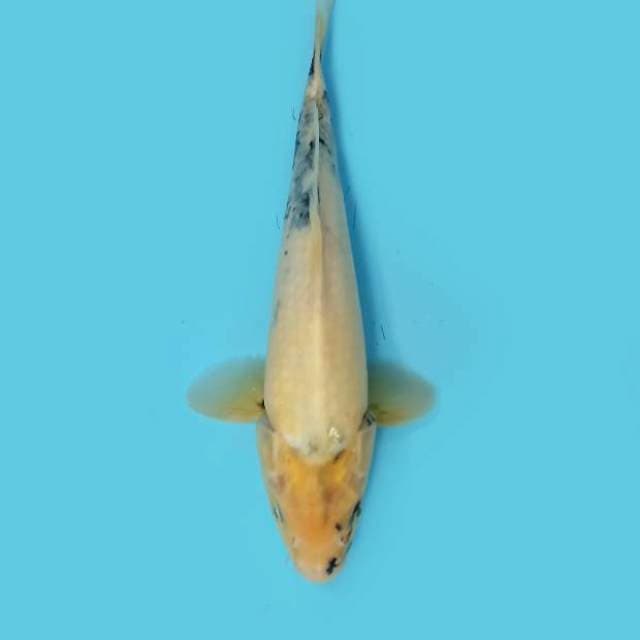 ND ALHENA 31CM