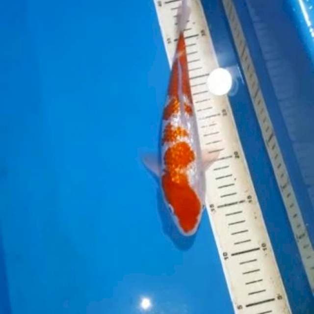 KOHAKU GINRIN 26 CM