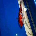 KOHAKU GINRIN 26 CM