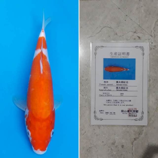 Momotaro kohaku 28cm sertifikat