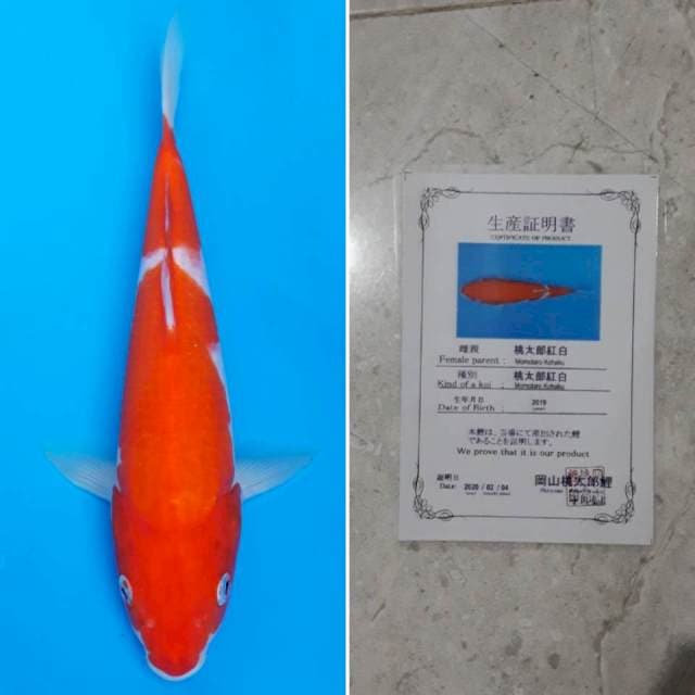 Momotaro kohaku 27cm sertifikat