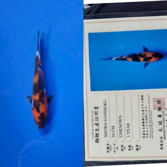 Showa import marusei