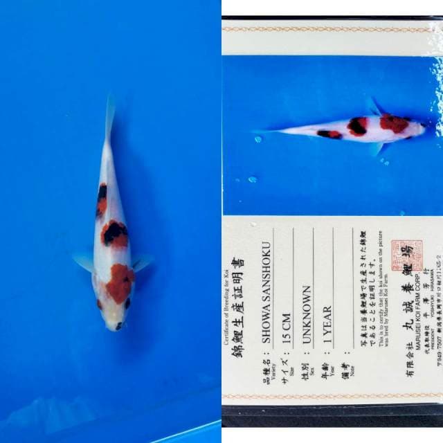 Showa import marusei