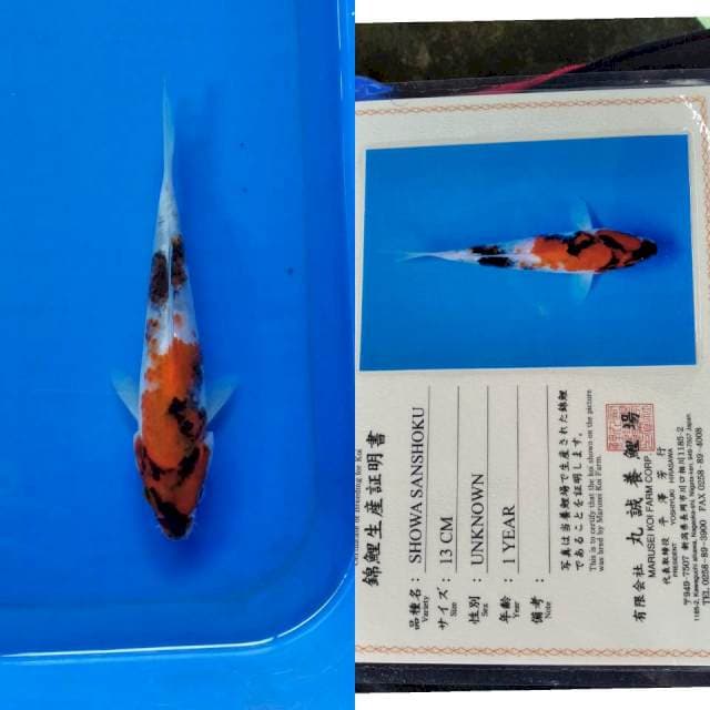 Showa import marusei