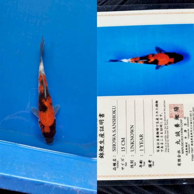 Showa import marusei
