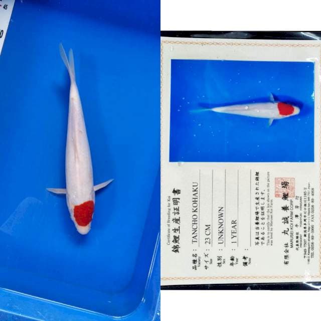 Tancho import marusei