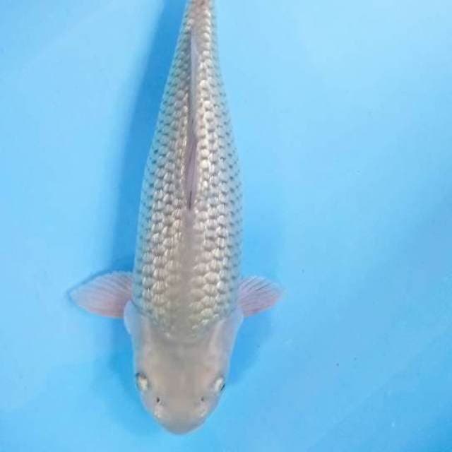 Soragoi ginrin36cm male