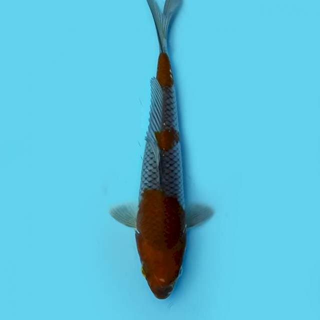 ND RIGEL 21CM