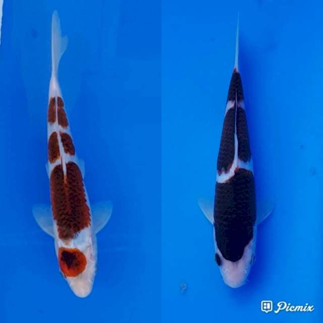 AI GOROMO N BUDO GOROMO 27 N 23
