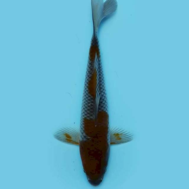 ND SHAULA 21CM