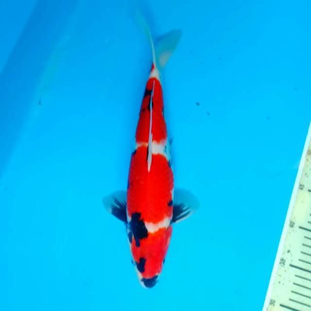 Showa 35cm