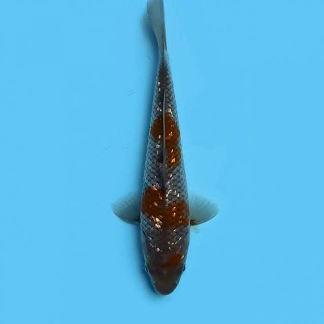 Ochiba 15cm