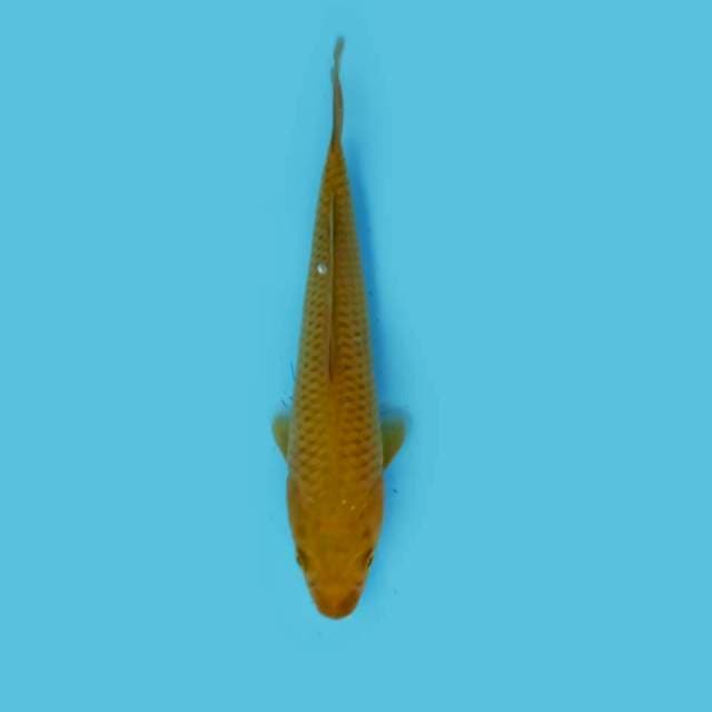 ND HERRA 19CM