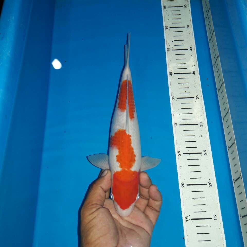 Kohaku f1
