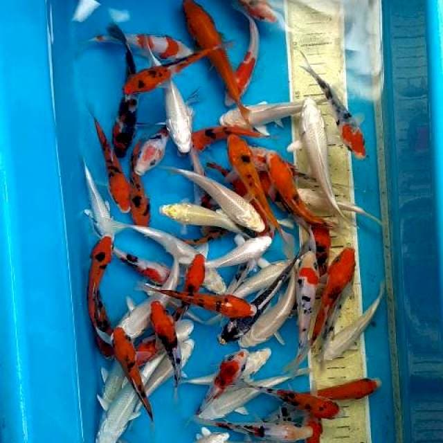 Mix koi 50 ekor