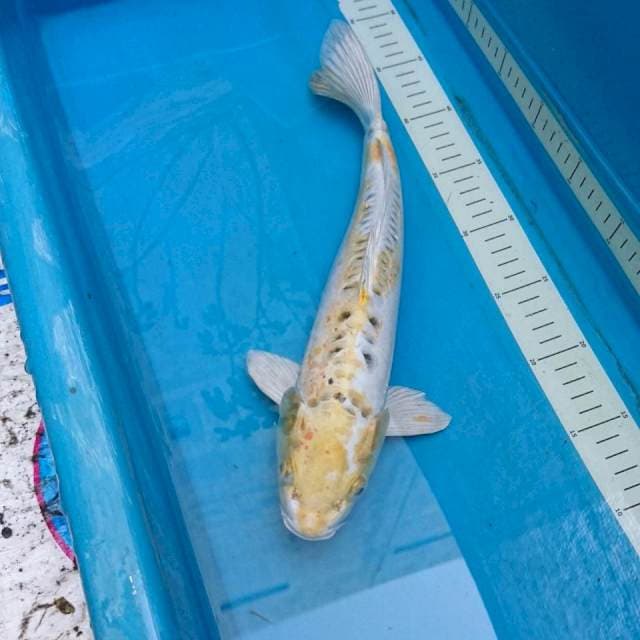 Doitsu Hariwake 35cm