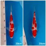 Paket Special Kohaku SQ