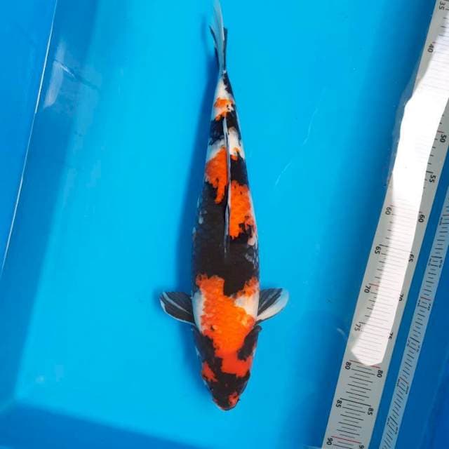 Showa 47cm Female