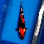 Showa 47cm Female