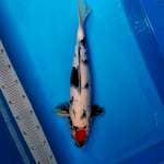 Tancho Showa 45cm Male