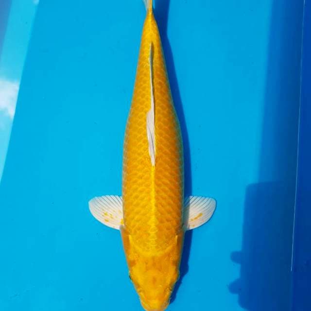 Ogon 45BU