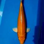 Ogon 45BU
