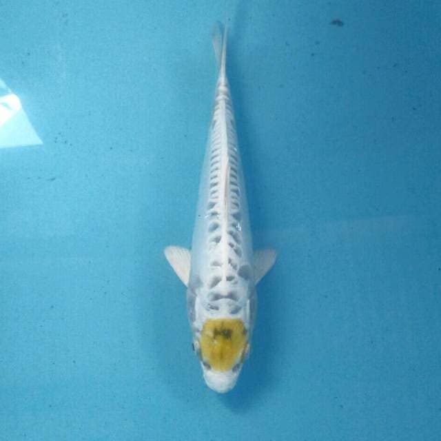 Tancho Hariwake Doitsu, 22 cm