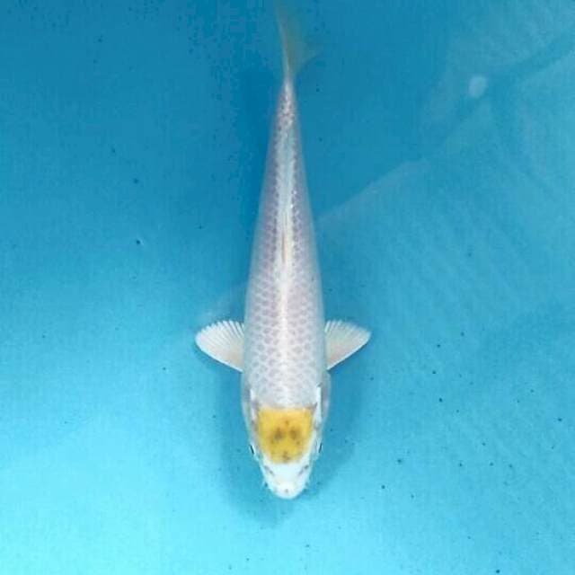 Tancho Hariwake, 20 cm
