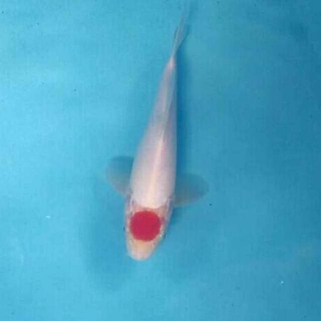 Tancho Kohaku, 26 cm