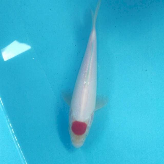 Tancho Kohaku, 22 cm