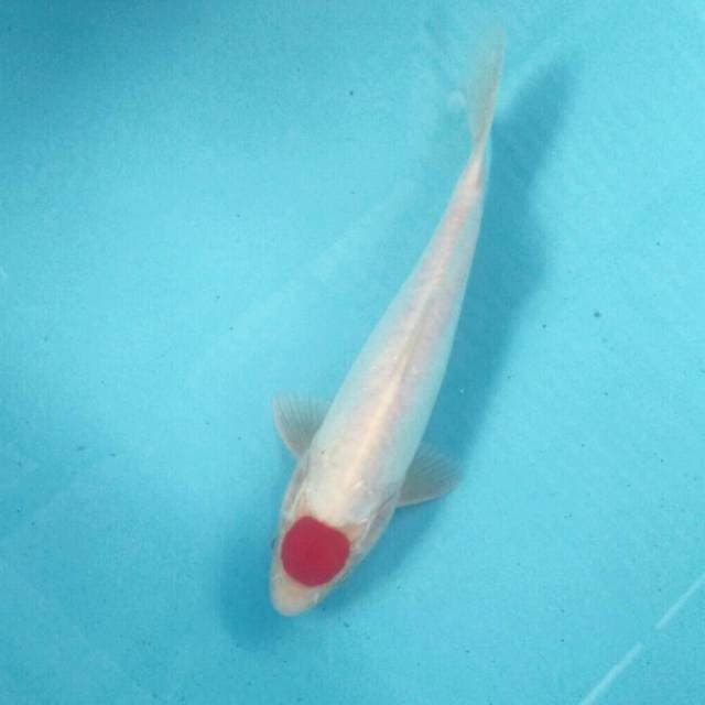 Tancho Kohaku Doit, 25 cm