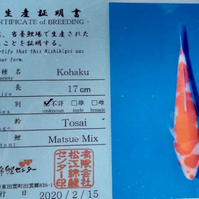 Kohaku matsue bulky tosai