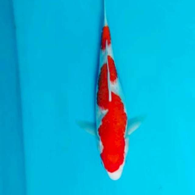 ๐