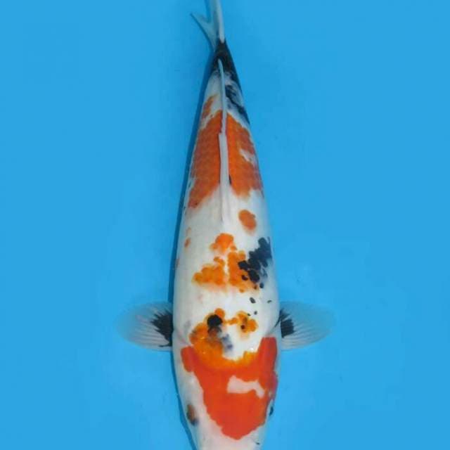 Showa 33cm free ongkir jawabali