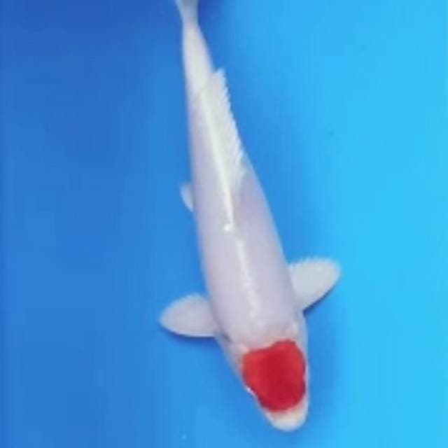 tancho hikari putih susu merah marun