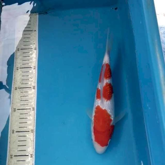 Kohaku Ginrin 28 cm