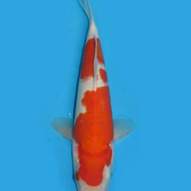 Kohaku 32cm free ongkir jawabali