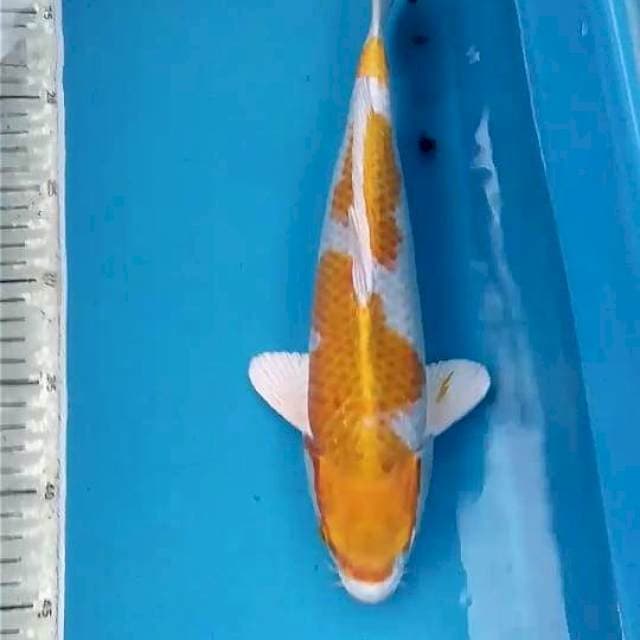 Hariwake 33 cm Male