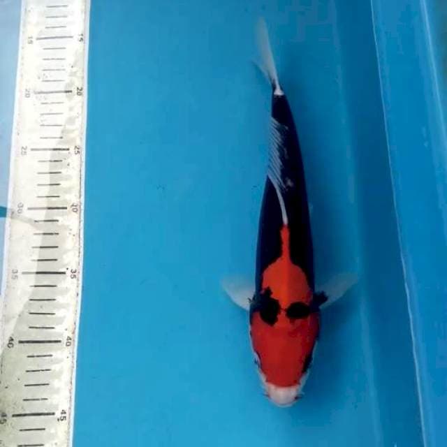 Beni kumonryu 30 cm