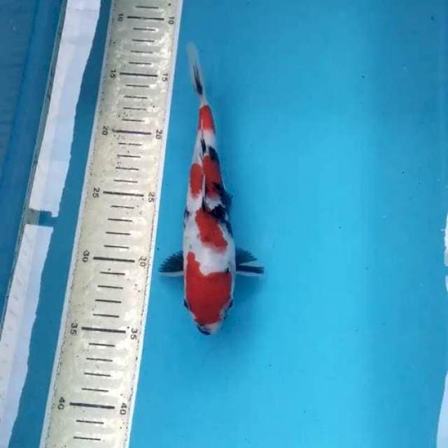 Showa 20 cm