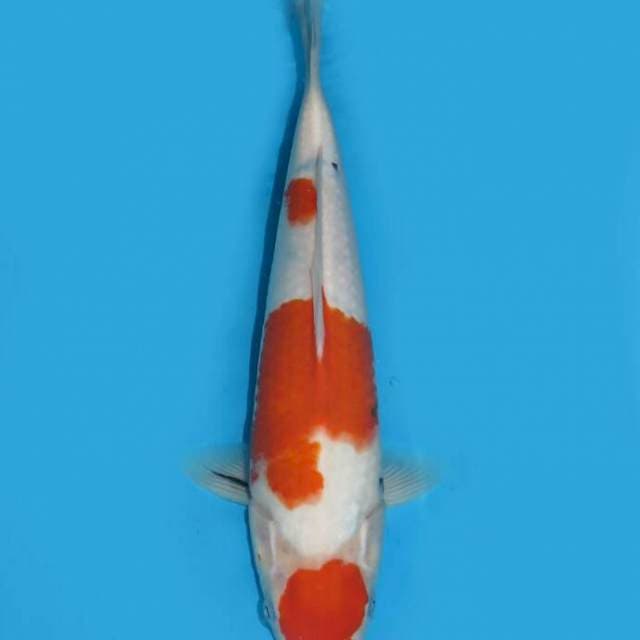 Kohaku 31cm free ongkir jawabali
