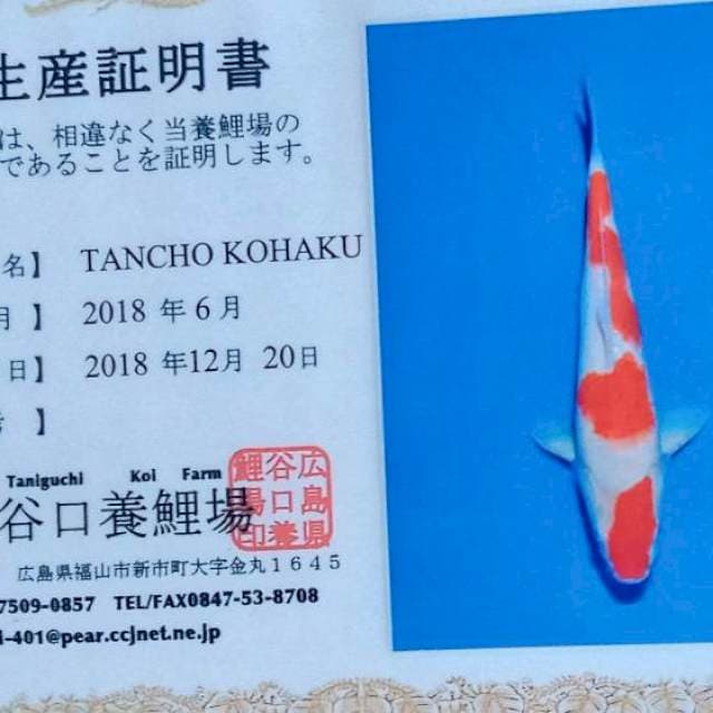 Kohaku jumbo Taniguchi male