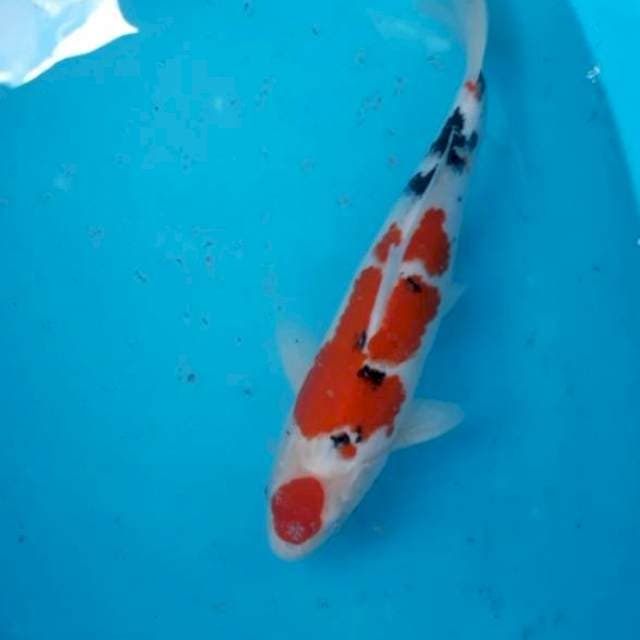 Maruten Sanke 32 cm