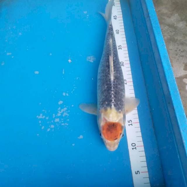 PENTOL GHOSIKI